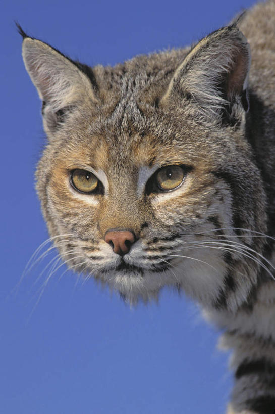 脸,头,脸颊,无人,站,竖图,室外,特写,白天,正面,野生动物,阴影,光线,影子,注视,一只,蓝色,蓝天,天空,阳光,动物,天,观察,看,站着,可爱,活泼,晴朗,观看,察看,关注,万里无云,非洲野猫,沙猫,沙漠猫,沙丘猫,头部,脸部,脸蛋,面部,晴空,晴空万里,站立,半身,彩图