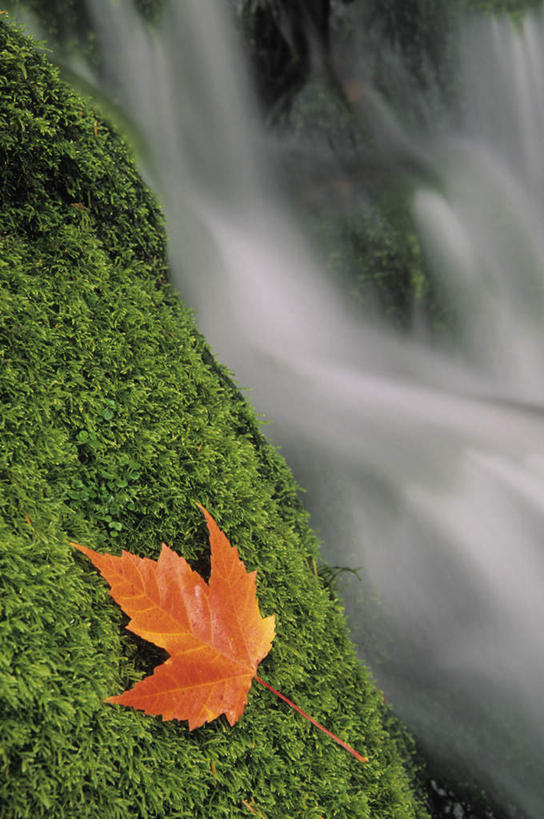 无人,竖图,室外,白天,正面,旅游,度假,草地,草坪,美景,瀑布,山,山脉,水,植物,加拿大,飞溅,溅,液体,景观,山峰,水滴,山峦,娱乐,水珠,草,绿色,自然,群山,享受,休闲,景色,放松,北美,北美洲,喷洒,自然风光,美洲,北亚美利加洲,亚美利加洲,新不伦瑞克,新不伦瑞克省,跌水,彩图