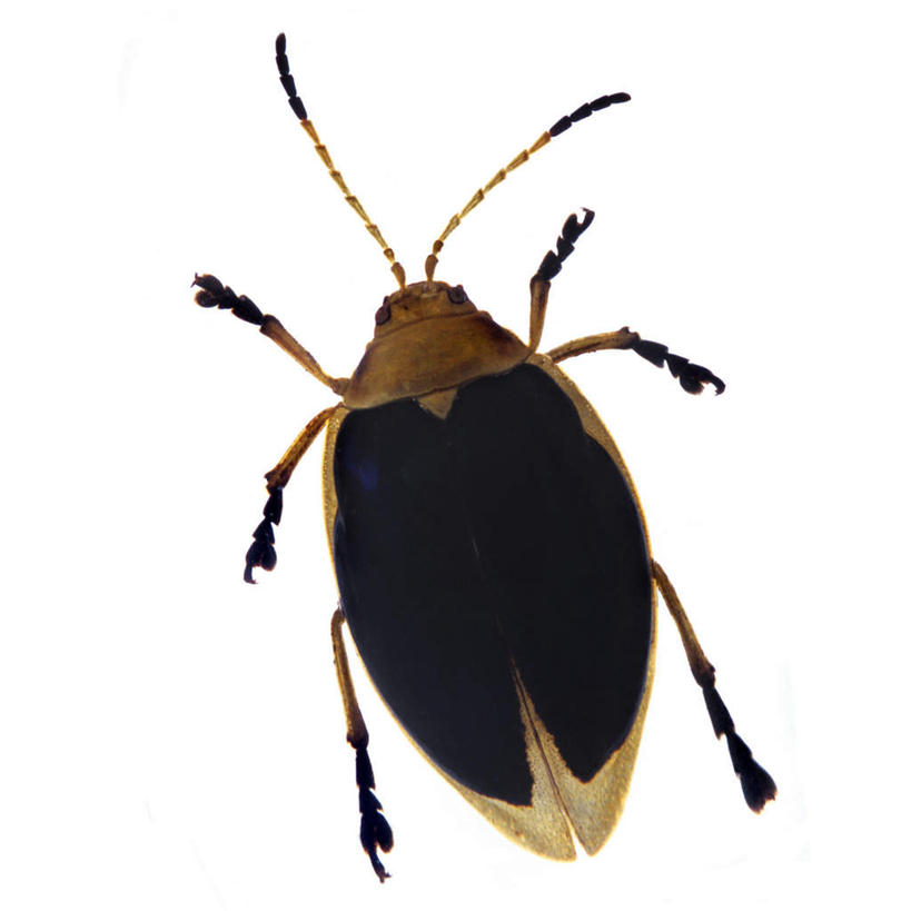 无人,方图,俯视,室内,特写,白天,白色背景,昆虫,甲壳虫,注视,一只,爬行,黑色,动物,观察,看,摄影,影棚,观看,察看,关注,甲虫,匍匐,益虫,彩图,高角度拍摄,全身,影棚拍摄,拍摄