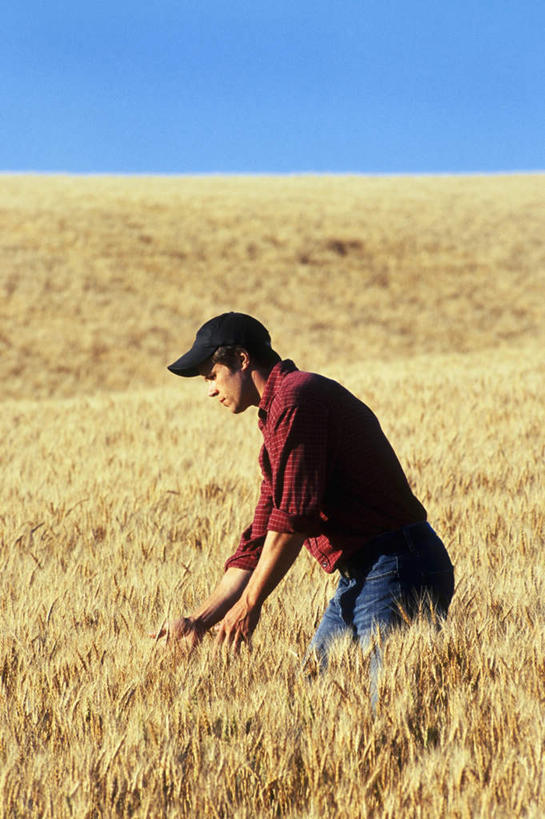 西方人,手,一个人,农田,站,竖图,室外,白天,侧面,庄稼,农作物,小麦,帽子,欧洲,欧洲人,仅一个男性,仅一个人,弯腰,握,阴影,服装,丰收,光线,影子,谷物,拿,拿着,休闲装,仅一个年轻男性,衣服,蓝色,蓝天,天空,阳光,遮阳帽,天,站着,休闲,手部,休闲服,稻谷,稻子,握着,服饰,麦子,收获,晴朗,万里无云,弯身,劳作,男人,男性,年轻男性,白种人,晴空,晴空万里,站立,半身,彩图,耕地,庄稼田