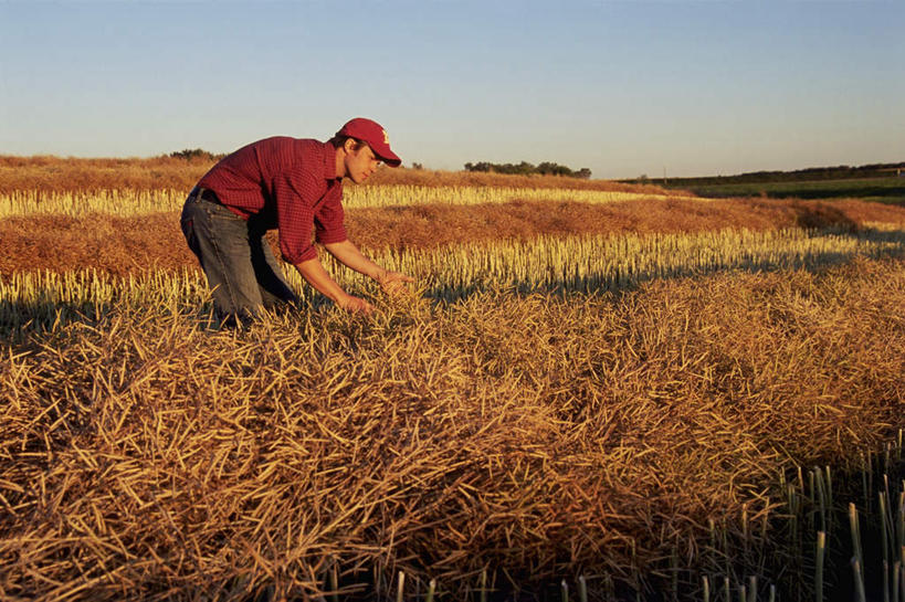 西方人,手,一个人,农田,站,横图,室外,白天,侧面,庄稼,农作物,小麦,帽子,欧洲,欧洲人,仅一个男性,仅一个人,弯腰,握,阴影,服装,丰收,光线,影子,谷物,拿,拿着,休闲装,仅一个年轻男性,衣服,蓝色,蓝天,天空,阳光,遮阳帽,天,站着,休闲,手部,休闲服,稻谷,稻子,握着,服饰,麦子,收获,晴朗,万里无云,弯身,劳作,男人,男性,年轻男性,白种人,晴空,晴空万里,站立,半身,彩图,耕地,庄稼田