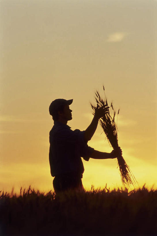 西方人,手,一个人,农田,站,竖图,室外,白天,正面,庄稼,农作物,小麦,日落,帽子,欧洲,欧洲人,仅一个男性,仅一个人,握,服装,晚霞,霞光,落日,谷物,背光,拿,拿着,注视,休闲装,仅一个年轻男性,衣服,黄昏,遮阳帽,观察,看,站着,休闲,手部,休闲服,稻谷,稻子,彩霞,握着,服饰,麦子,观看,察看,关注,逆光,夕照,劳作,男人,男性,年轻男性,白种人,夕阳,站立,半身,彩图,耕地,庄稼田,斜阳