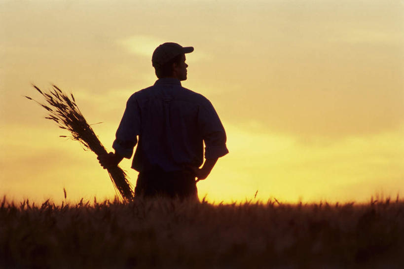 西方人,手,一个人,农田,站,横图,室外,白天,正面,庄稼,农作物,小麦,日落,帽子,欧洲,欧洲人,仅一个男性,仅一个人,握,服装,晚霞,霞光,落日,谷物,背光,拿,拿着,注视,休闲装,仅一个年轻男性,衣服,黄昏,遮阳帽,观察,看,站着,休闲,手部,休闲服,稻谷,稻子,彩霞,握着,服饰,麦子,观看,察看,关注,逆光,夕照,劳作,男人,男性,年轻男性,白种人,夕阳,站立,半身,彩图,耕地,庄稼田,斜阳