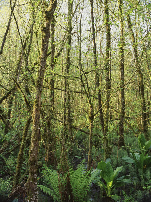 无人,竖图,室外,白天,正面,旅游,度假,树林,植物,加拿大,娱乐,树,树木,绿色,风景,自然,享受,休闲,景色,放松,生长,成长,风光,蕨类,景物,北美,北美洲,美洲,北亚美利加洲,亚美利加洲,风物,光景,景致,卑诗省,不列颠哥伦比亚,不列颠哥伦比亚省,彩图