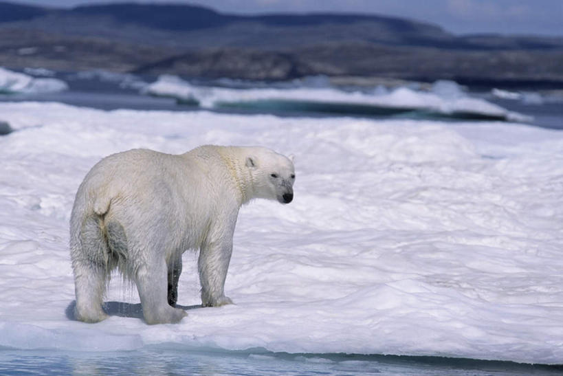 无人,走,横图,俯视,室外,白天,旅游,度假,北极,美景,北极熊,野生动物,熊,许多,阴影,光线,影子,冰,景观,很多,注视,娱乐,一只,阳光,自然,动物,浮冰,观察,回头,看,转头,享受,休闲,景色,放松,寒冷,可爱,观看,察看,冰冷,关注,自然风光,凶猛,严寒,冰凉,酷寒,凛冽,凛凛,极冷,流冰,浮冰块,北极地区,北极区,北极圈,残暴,凶残,白熊,步行,散步,走路,彩图,高角度拍摄,全身