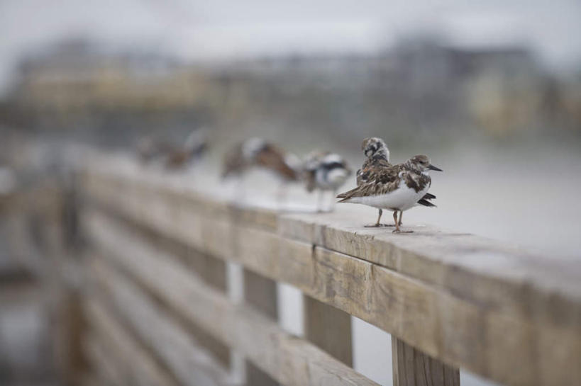 无人,家,栏杆,站,横图,室外,白天,正面,鸟,一排,许多,阴影,朦胧,模糊,整齐,光线,鸟类,影子,栅栏,房屋,屋子,篱笆,围栏,护栏,楼房,住宅,排列,蓝色,蓝天,天空,阳光,天,站着,晴朗,队列,万里无云,矶鹞,鹬,晴空,晴空万里,站立,彩图,全身,房子