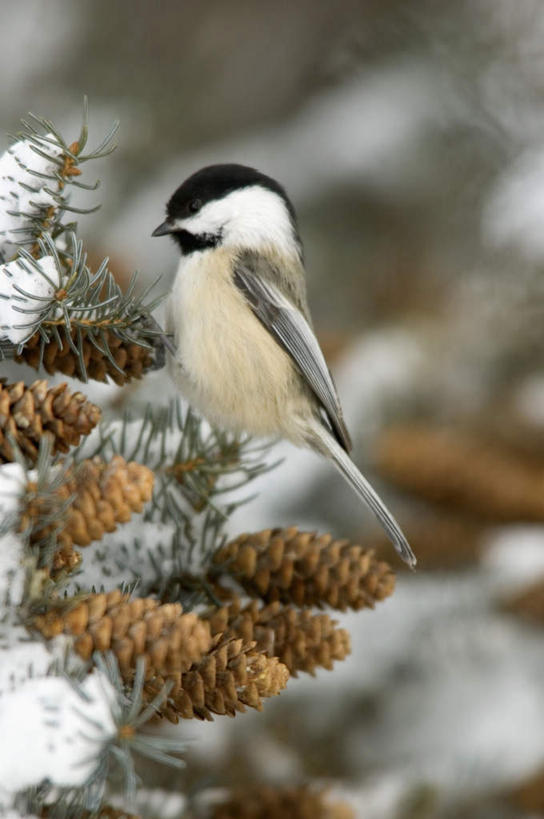 无人,站,竖图,室外,特写,白天,侧面,旅游,度假,美景,植物,鸟,野生动物,阴影,朦胧,模糊,光线,鸟类,山雀,影子,景观,坚果,果实,松果,枝条,注视,娱乐,树,树木,树枝,一只,阳光,自然,动物,干果,观察,看,站着,享受,休闲,景色,放松,可爱,活泼,观看,察看,松塔,关注,自然风光,虬枝,枝杈,白脸山雀,大山雀,站立,彩图,全身