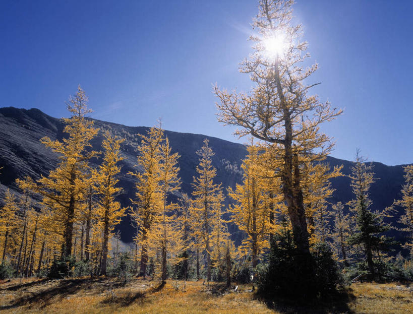 无人,横图,室外,白天,仰视,旅游,度假,美景,山,山脉,树林,太阳,植物,加拿大,阴影,枯萎,光线,影子,景观,山峰,枯草,山峦,娱乐,草,树,树木,黄色,蓝色,绿色,蓝天,天空,阳光,自然,群山,天,享受,休闲,景色,放松,生长,晴朗,成长,北美,北美洲,自然风光,美洲,阿尔伯塔省,万里无云,阿尔伯塔,北亚美利加洲,亚美利加洲,艾伯塔,艾伯塔省,炫光,晴空,晴空万里,彩图,低角度拍摄