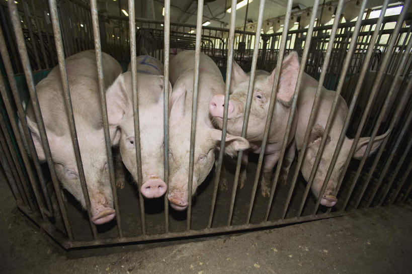 无人,农场,栏杆,横图,室内,白天,正面,旅游,度假,畜牧业,牧场,美景,猪,加拿大,许多,栅栏,景观,篱笆,围栏,养殖,娱乐,护栏,自然,动物,享受,休闲,家畜,景色,放松,牲畜,北美,北美洲,自然风光,美洲,畜牧,牧业,北亚美利加洲,亚美利加洲,魁北克省,彩图,全身