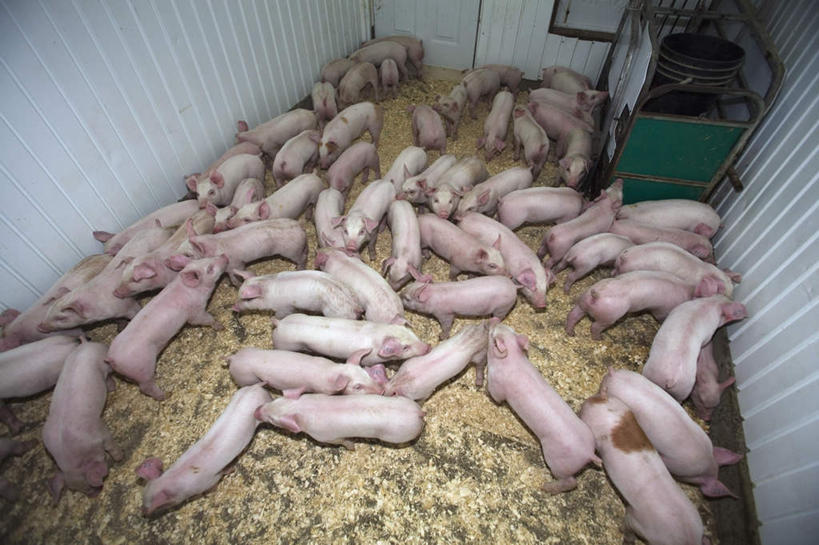 无人,农场,栏杆,横图,俯视,室内,白天,旅游,度假,畜牧业,牧场,美景,猪,加拿大,许多,栅栏,景观,篱笆,围栏,养殖,娱乐,护栏,自然,动物,享受,休闲,家畜,景色,放松,牲畜,北美,北美洲,自然风光,美洲,畜牧,牧业,北亚美利加洲,亚美利加洲,魁北克省,彩图,高角度拍摄,全身