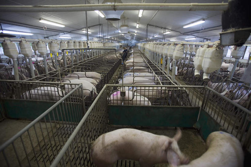 无人,农场,栏杆,横图,俯视,室内,白天,旅游,度假,畜牧业,牧场,美景,猪,加拿大,许多,栅栏,景观,篱笆,围栏,养殖,娱乐,护栏,自然,动物,享受,休闲,家畜,景色,放松,牲畜,北美,北美洲,自然风光,美洲,畜牧,牧业,北亚美利加洲,亚美利加洲,魁北克省,半身,彩图,高角度拍摄