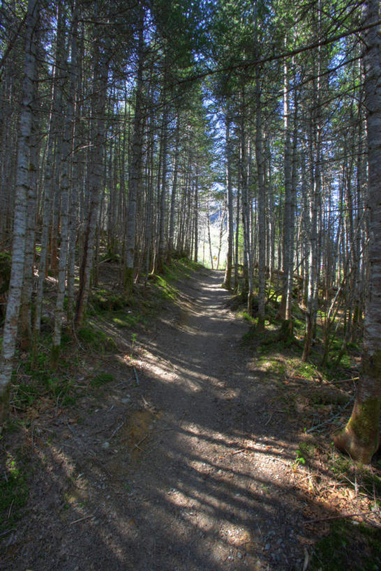 无人,公园,竖图,室外,白天,正面,旅游,度假,森林,树林,植物,道路,路,加拿大,阴影,光线,影子,泥土,土壤,小路,交通,娱乐,树,树木,蓝色,绿色,风景,蓝天,天空,阳光,自然,天,享受,休闲,景色,放松,生长,成长,风光,景物,北美,北美洲,国家公园,美洲,北亚美利加洲,亚美利加洲,风物,光景,景致,格罗斯莫讷国家公园,纽芬兰,纽芬兰省,彩图