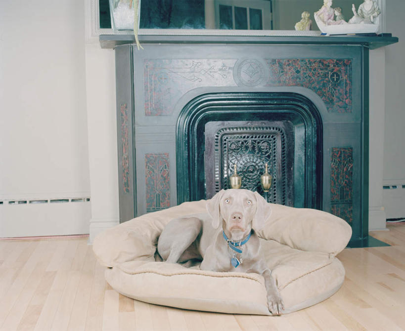 无人,躺,横图,室内,白天,正面,窗户,落地窗,沙发,宠物,狗,雕塑,阴影,艺术,装饰,光线,雕刻,雕像,影子,墙,注视,魏玛犬,玻璃窗,墙壁,墙面,一个,一只,阳光,动物,工艺品,观察,看,可爱,单个,观看,纪念,华丽,修饰,美术,点缀,察看,关注,主题,陈列,布艺沙发,忠诚,功能,美学,衬托,美观,雅致,雅观,德国魏玛犬,威玛狗,威玛猎犬,魏玛狗,卧着,项圈,犬,躺着,卧,彩图,全身