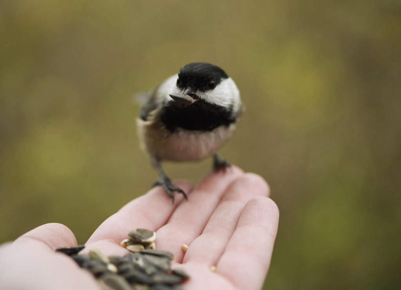 西方人,手,一个人,站,横图,俯视,室外,特写,白天,草地,草坪,植物,鸟,欧洲,加拿大,欧洲人,仅一个男性,仅一个人,握,朦胧,模糊,鸟类,山雀,拿,拿着,注视,草,仅一个年轻男性,一只,绿色,观察,看,站着,手部,握着,观看,瓜子,察看,北美,北美洲,关注,美洲,北亚美利加洲,亚美利加洲,卑诗省,不列颠哥伦比亚,不列颠哥伦比亚省,白脸山雀,大山雀,男人,男性,年轻男性,白种人,站立,半身,彩图,高角度拍摄