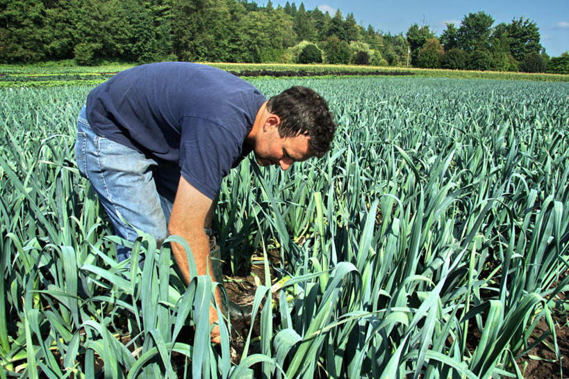 西方人,一个人,农民,农田,横图,室外,白天,侧面,旅游,度假,庄稼,农作物,草地,草坪,植物,蔬菜,欧洲,加拿大,欧洲人,仅一个男性,仅一个人,弯腰,阴影,服装,新鲜,光线,影子,韭菜,食品,休闲装,娱乐,草,树,树木,食物,仅一个年轻男性,衣服,蓝色,绿色,风景,蓝天,天空,阳光,自然,天,享受,休闲,休闲服,景色,放松,服饰,有机食品,绿色食品,生长,成长,风光,景物,北美,北美洲,美洲,起阳草,韭,山韭,长生韭,北亚美利加洲,亚美利加洲,弯身,风物,光景,景致,男人,男性,年轻男性,白种人,佃农,农场主,农夫,农工,乡下人,小农,庄稼人,彩图,全身,耕地,庄稼田
