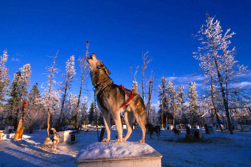 无人,站,横图,室外,白天,侧面,旅游,度假,美景,森林,树林,雪,植物,大雪,宠物,狗,加拿大,阴影,光线,影子,积雪,景观,雪景,云,云朵,冬季,冬天,云彩,娱乐,树,树木,一只,蓝色,绿色,白云,蓝天,天空,阳光,自然,动物,天,站着,享受,休闲,景色,放松,寒冷,可爱,生长,晴朗,成长,北美,北美洲,吼叫,自然风光,雪橇犬,美洲,忠诚,首府,北亚美利加洲,亚美利加洲,严寒,育空,育空地区,白马市,怀特霍斯,阿拉斯加马拉缪特,阿拉斯加马拉穆,阿拉斯加犬,阿拉斯加雪橇犬,晴空,犬,抬头,仰头,站立,彩图,全身