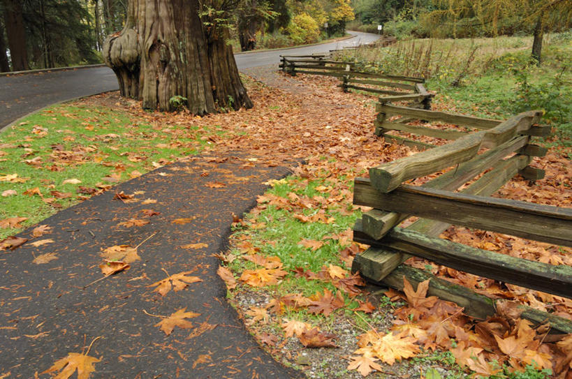 无人,公园,栏杆,横图,俯视,室外,白天,旅游,度假,草地,草坪,美景,秋季,森林,树林,植物,道路,路,叶子,加拿大,栅栏,景观,篱笆,围栏,小路,枯叶,落叶,交通,娱乐,护栏,草,树,树木,绿色,自然,享受,休闲,景色,放松,生长,成长,北美,北美洲,自然风光,美洲,北亚美利加洲,亚美利加洲,卑诗省,不列颠哥伦比亚,不列颠哥伦比亚省,史丹利公园,斯坦利公园,史坦利公园,叶,叶片,秋,秋天,彩图,高角度拍摄