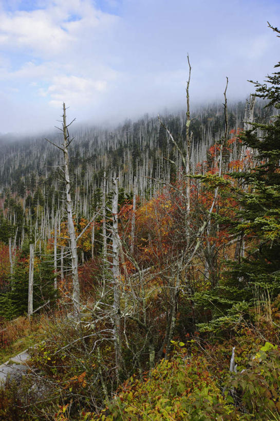 无人,竖图,室外,白天,正面,旅游,度假,草地,草坪,美景,秋季,植物,美国,阴影,光线,影子,景观,云,云朵,云彩,娱乐,草,树,树木,蓝色,绿色,白云,蓝天,天空,阳光,自然,天,享受,休闲,景色,放松,生长,晴朗,成长,北美,北美洲,自然风光,美洲,北卡罗来纳州,北亚美利加洲,亚美利加洲,北卡罗来纳,焦油脚根之州,黑油鞋根之州,老北州,大雾山国家公园,大烟山国家公园,大雾山公园,大烟山公园,大雾山,大烟山,晴空,秋,秋天,彩图