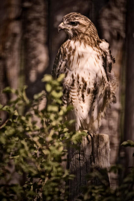 无人,栏杆,竖图,室外,白天,正面,旅游,度假,美景,植物,鸟,野生动物,鹰,加拿大,阴影,光线,鸟类,影子,栅栏,景观,篱笆,围栏,扭头,娱乐,护栏,树,树木,一只,绿色,阳光,自然,动物,转头,享受,休闲,景色,放松,栖息,生长,成长,北美,北美洲,自然风光,美洲,凶猛,鸢,北亚美利加洲,亚美利加洲,萨省,萨斯喀彻温省,栖身,萨斯卡通,残暴,凶残,老鹰,彩图,全身