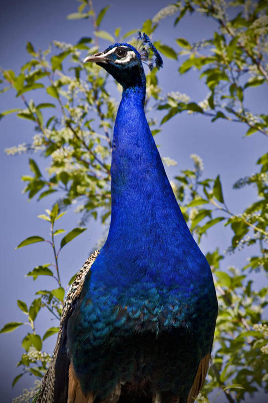 无人,竖图,室外,白天,仰视,旅游,度假,美景,植物,孔雀,鸟,野生动物,加拿大,阴影,光线,鸟类,影子,景观,美丽,娱乐,树,树木,一只,蓝色,绿色,蓝天,天空,阳光,自然,动物,天,享受,休闲,景色,放松,可爱,活泼,生长,成长,吉祥,北美,北美洲,自然风光,华贵,善良,美洲,北亚美利加洲,亚美利加洲,越鸟,百鸟之王,萨省,萨斯喀彻温省,萨斯卡通,半身,彩图,低角度拍摄