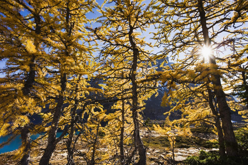 无人,公园,横图,室外,白天,仰视,旅游,度假,美景,树林,植物,松树,加拿大,阴影,光线,影子,景观,娱乐,树,树木,蓝色,绿色,蓝天,天空,阳光,自然,天,享受,休闲,景色,放松,生长,成长,北美,北美洲,国家公园,自然风光,坚定,美洲,北亚美利加洲,亚美利加洲,长寿,贞洁,卑诗省,不列颠哥伦比亚,不列颠哥伦比亚省,优鹤国家公园,幽鹤国家公园,彩图,低角度拍摄