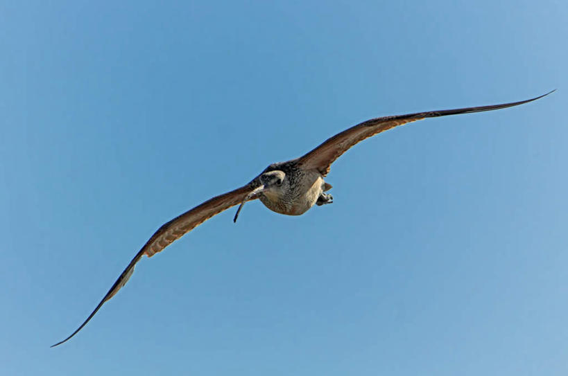 无人,横图,室外,白天,仰视,旅游,度假,美景,鸟,加拿大,飞翔,伸展,张开,展翅,阴影,飞行,光线,杓鹬,翅膀,鸟类,影子,景观,翱翔,娱乐,飞,一只,蓝色,蓝天,天空,阳光,自然,天,享受,休闲,景色,放松,晴朗,北美,北美洲,自然风光,美洲,张开翅膀,万里无云,北亚美利加洲,亚美利加洲,萨省,萨斯喀彻温省,展开翅膀,晴空,晴空万里,彩图,低角度拍摄,全身