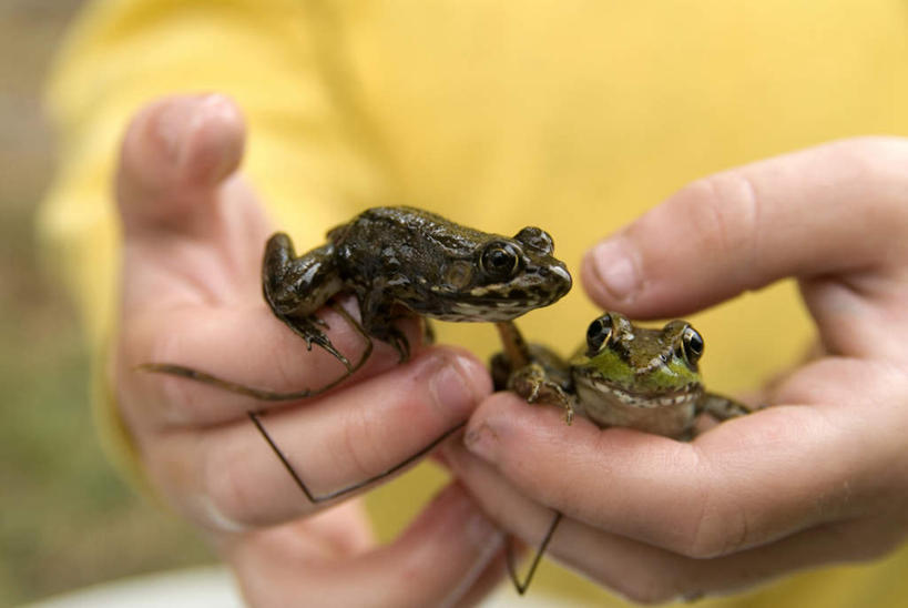 西方人,手,一个人,公园,站,捧,横图,俯视,室外,特写,白天,旅游,度假,草地,草坪,美景,植物,野生动物,欧洲,加拿大,欧洲人,双手,仅一个男性,仅一个人,阴影,服装,朦胧,模糊,光线,影子,景观,注视,休闲装,娱乐,草,仅一个年轻男性,衣服,绿色,阳光,自然,动物,观察,看,趴着,站着,两只,享受,休闲,手部,手指,休闲服,景色,放松,服饰,观看,察看,北美,北美洲,关注,自然风光,美洲,北亚美利加洲,亚美利加洲,安大略省,安省,阿岗昆省立公园,哈什蟆,红肚田鸡,林蛙,中国林蛙,男人,男性,年轻男性,白种人,端,端着,趴,捧着,手捧,站立,半身,彩图,高角度拍摄
