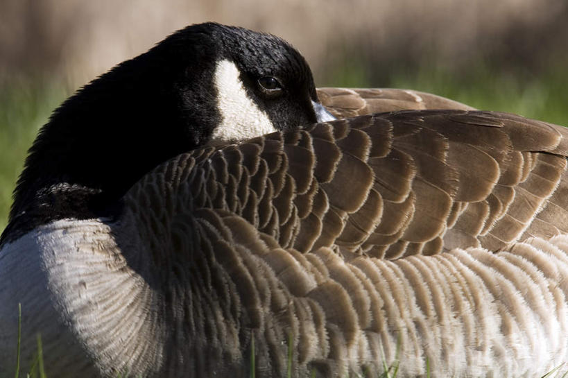 无人,坐,横图,室外,特写,白天,侧面,旅游,度假,草地,草坪,美景,植物,鸟,加拿大,阴影,朦胧,模糊,光线,鸟类,影子,景观,扭头,娱乐,草,树,树木,一只,绿色,阳光,自然,转头,享受,休闲,景色,放松,生长,成长,叼,雁,北美,北美洲,叼着,自然风光,美洲,黑雁,加拿大黑雁,北亚美利加洲,亚美利加洲,加拿大雁,魁北克省,蒙特利尔,蒙特利尔市,蒙特娄,圣人之城,坐着,半身,彩图