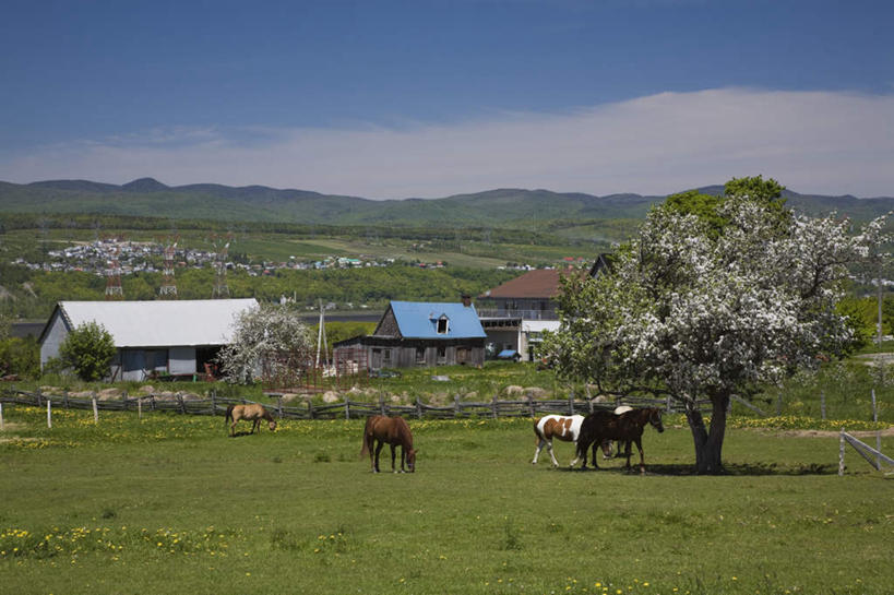 无人,家,站,吃,横图,室外,白天,侧面,度假,草地,草坪,美景,植物,城市风光,城市,马,野生动物,加拿大,一排,许多,阴影,整齐,光线,影子,房屋,屋子,景观,云,云朵,很多,云彩,注视,娱乐,楼房,五匹,住宅,草,树,树木,排列,蓝色,绿色,白云,蓝天,天空,阳光,自然,动物,天,低头,观察,看,站着,享受,休闲,景色,放松,可爱,运输,牲畜,生长,晴朗,成长,观看,察看,北美,北美洲,队列,关注,美洲,北亚美利加洲,亚美利加洲,魁北克省,晴空,嚼,食,站立,彩图,全身,房子
