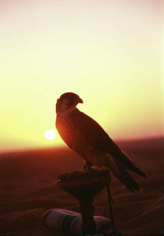 站,竖图,室外,特写,白天,侧面,荒凉,美景,日落,沙漠,太阳,鸟,野生动物,鹰,羽毛,阴影,轻盈,柔软,平静,光线,鸟类,纺织物,影子,景观,晚霞,霞光,落日,荒漠,背光,扭头,注视,一只,阳光,自然,黄昏,动物,绳子,毛巾,观察,看,清洁,站着,转头,景色,彩霞,安静,栖息,观看,保暖,宁静,绳索,察看,关注,静谧,自然风光,凶猛,逆光,透气,防水,鸢,轻柔,沉静,恬静,安祥,僻静,清静,太平,冷落,夕照,储水,耐磨,吸水,栖身,残暴,凶残,大漠,荒芜,砂漠,夕阳,老鹰,站立,彩图,全身,斜阳
