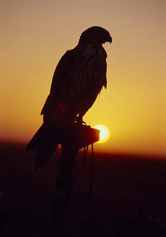 站,竖图,室外,特写,白天,侧面,荒凉,美景,日落,沙漠,太阳,鸟,野生动物,鹰,羽毛,阴影,轻盈,柔软,平静,光线,鸟类,纺织物,影子,景观,晚霞,霞光,落日,荒漠,背光,扭头,注视,一只,阳光,自然,黄昏,动物,绳子,毛巾,观察,看,清洁,站着,转头,景色,彩霞,安静,栖息,观看,保暖,宁静,绳索,察看,关注,静谧,自然风光,凶猛,逆光,透气,防水,鸢,轻柔,沉静,恬静,安祥,僻静,清静,太平,冷落,夕照,储水,耐磨,吸水,栖身,残暴,凶残,大漠,荒芜,砂漠,夕阳,老鹰,站立,彩图,全身,斜阳
