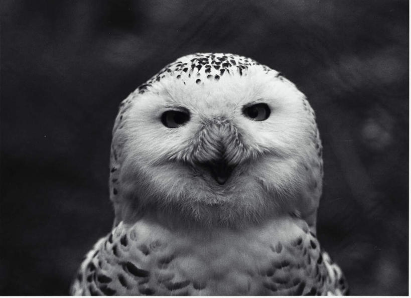 无人,横图,黑白,室外,特写,白天,正面,神秘,猫头鹰,鸟,野生动物,羽毛,轻盈,柔软,鸟类,一只,动物,栖息,秘密,凶猛,轻柔,奥秘,栖身,残暴,凶残,鸮,枭,半身