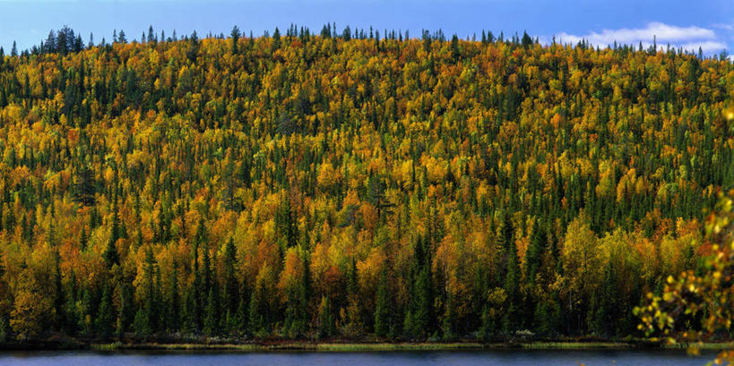 无人,横图,室外,白天,正面,旅游,度假,美景,秋季,森林,树林,植物,瑞典,欧洲,阴影,光线,影子,景观,云,云朵,云彩,娱乐,树,树木,蓝色,绿色,白云,蓝天,天空,阳光,自然,天,享受,休闲,景色,放松,茂密,茂盛,生长,晴朗,成长,斯堪的纳维亚,自然风光,北欧,斯堪的纳维亚半岛,瑞典王国,北博滕,北博滕省,晴空,秋,秋天,彩图