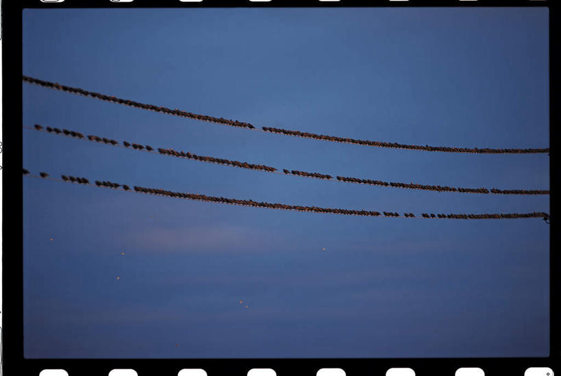 站,横图,室外,白天,正面,鸟,许多,阴影,电力,光线,密集,鸟类,电线,线,影子,云,云朵,电能,线路,云彩,蓝色,白云,蓝天,天空,阳光,天,站着,电,电源,电源线,能量,鳞集,辘集,麋集,站立,彩图,全身