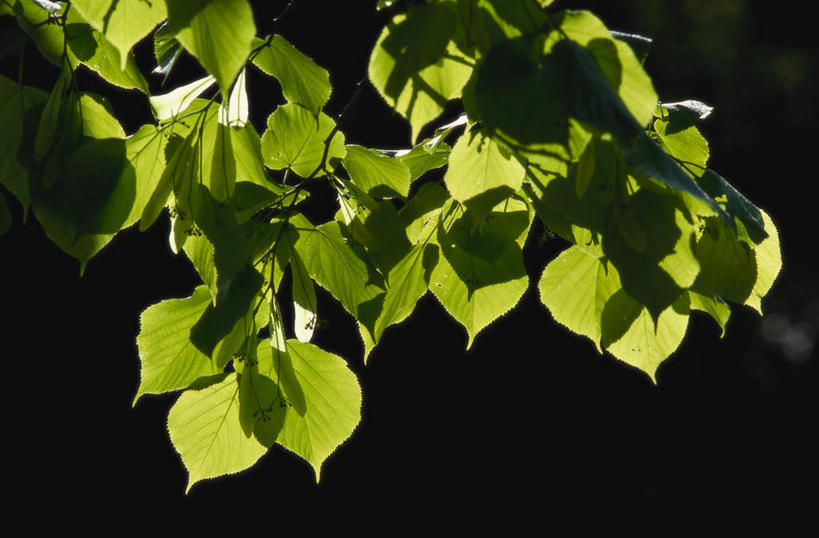 无人,横图,室外,白天,正面,旅游,度假,美景,植物,叶子,阴影,反光,光线,影子,景观,绿叶,娱乐,树,树木,绿色,阳光,自然,享受,休闲,嫩叶,景色,放松,生长,成长,自然风光,叶,叶片,彩图