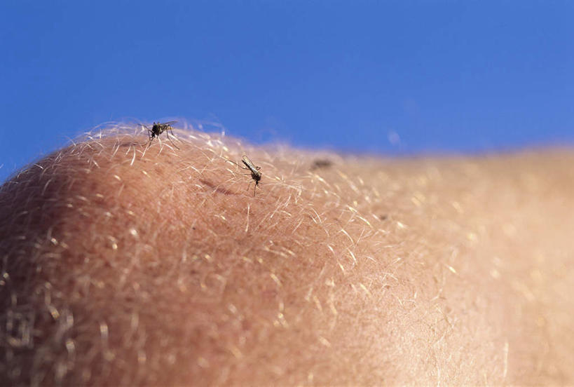 西方人,一个人,站,横图,室外,特写,白天,正面,蚊子,欧洲,欧洲人,仅一个男性,仅一个人,阴影,光线,细菌,昆虫,影子,仅一个年轻男性,蓝色,蓝天,天空,阳光,动物,天,站着,两只,晴朗,皮肤,吸吮,病菌,万里无云,害虫,传染,四害,男人,男性,年轻男性,白种人,晴空,晴空万里,寻觅蚊,站立,半身,彩图