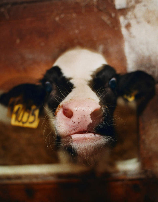 无人,农场,栏杆,竖图,室内,白天,正面,畜牧业,牧场,牛,花纹,木制,围栏,注视,护栏,一只,白色,黑色,动物,木制品,观察,看,家畜,牲畜,观看,察看,关注,斑纹,畜牧,牧业,奶牛,半身,彩图