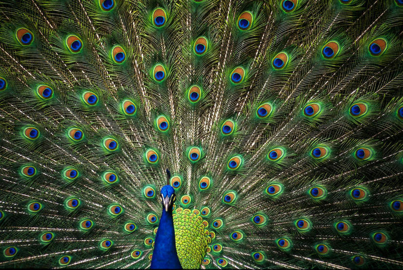 横图,彩色,室外,白天,正面,孔雀,鸟,野生动物,羽毛,阴影,轻盈,柔软,光线,鸟类,影子,美丽,一只,动物,可爱,活泼,五颜六色,色彩斑斓,吉祥,华贵,善良,五彩缤纷,轻柔,五彩斑斓,越鸟,百鸟之王,五光十色,半身,彩图