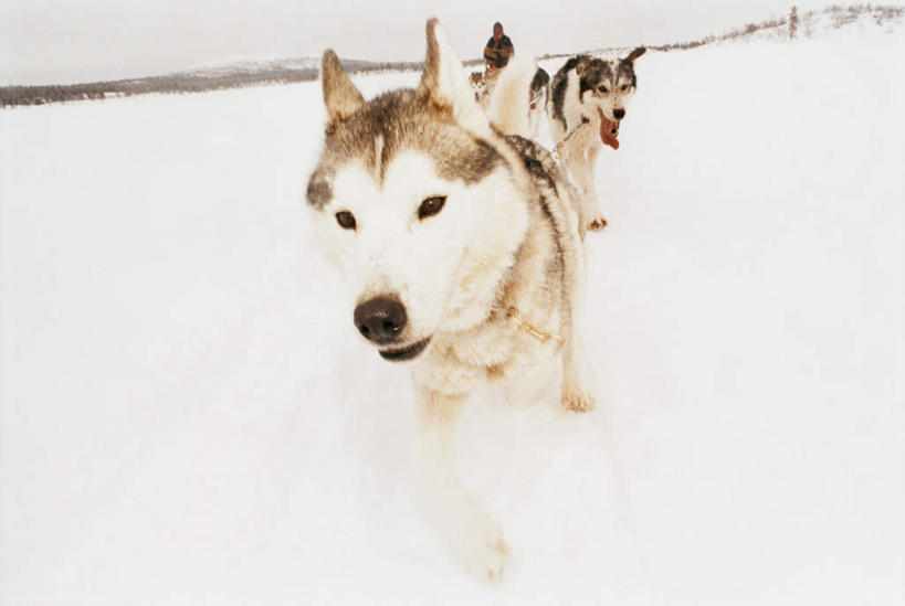 无人,走,横图,俯视,室外,白天,旅游,度假,美景,山,雪,雪山,大雪,宠物,狗,阴影,光线,影子,冰,积雪,景观,山峰,雪景,冬季,冬天,山峦,注视,娱乐,吐舌头,天空,阳光,自然,动物,天,观察,看,伸舌头,两只,享受,休闲,吐舌,景色,放松,寒冷,可爱,观看,察看,冰冷,关注,自然风光,斯皮茨狗,忠诚,严寒,冰凉,酷寒,凛冽,凛凛,极冷,犬,步行,走路,彩图,高角度拍摄,全身