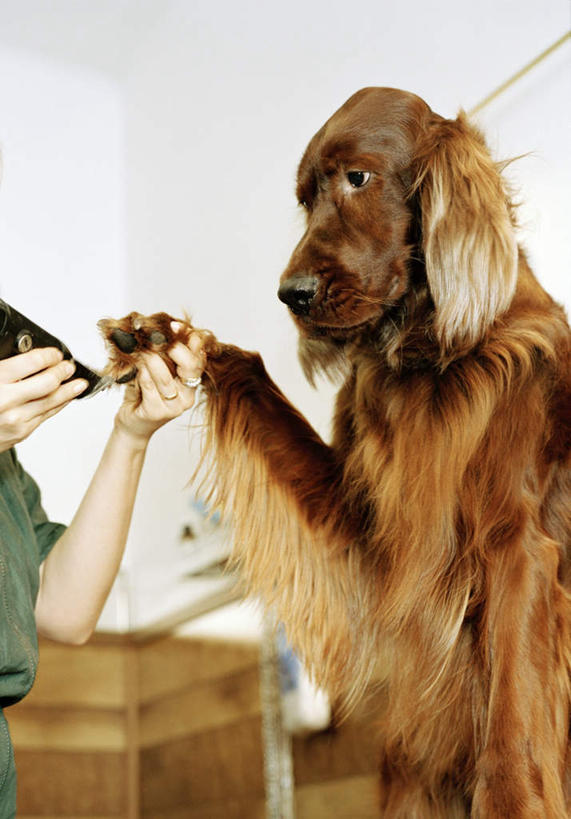 西方人,一个人,站,竖图,室外,白天,仰视,宠物,狗,欧洲,欧洲人,仅一个女性,仅一个人,一把,握,修剪,拿,拿着,一只,动物,站着,仅一个中年女性,可爱,握着,指甲钳,指甲刀,忠诚,女人,女性,中年女性,白种人,犬,站立,半身,彩图,低角度拍摄