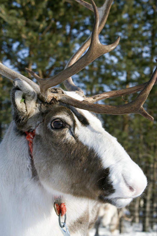 无人,站,竖图,室外,特写,白天,侧面,幸福,植物,哺乳动物,鹿,野生动物,注视,树,树木,一只,绿色,自然,动物,观察,看,站着,可爱,活泼,生长,成长,观看,吉祥,察看,关注,进取,角鹿,驯鹿,站立,半身,彩图