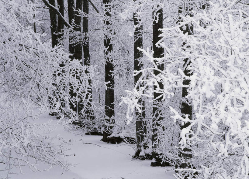 无人,横图,室外,白天,正面,旅游,度假,美景,树林,雪,植物,大雪,瑞典,欧洲,积雪,景观,雪景,冬季,冬天,娱乐,树,树木,自然,享受,休闲,景色,放松,寒冷,生长,成长,斯堪的纳维亚,自然风光,北欧,斯堪的纳维亚半岛,严寒,布胡斯,瑞典王国,彩图