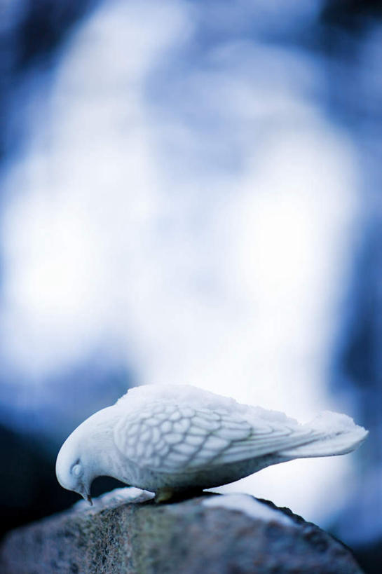 无人,竖图,室外,特写,白天,侧面,友谊,鸽子,鸟,野生动物,阴影,朦胧,模糊,光线,鸟类,影子,注视,一只,蓝色,白色,阳光,动物,低头,观察,看,可爱,活泼,观看,啄,察看,象征,关注,和平,信使,彩图,全身