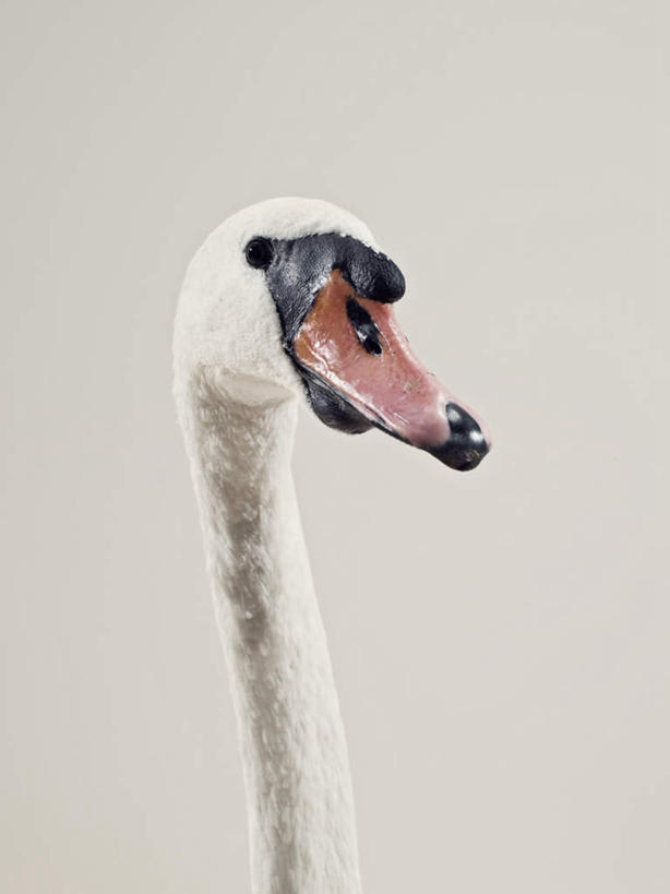 脸,头,脸颊,无人,站,竖图,室内,特写,白天,白色背景,侧面,鸟,野生动物,天鹅,阴影,光线,鸟类,影子,注视,一只,动物,观察,看,站着,可爱,摄影,影棚,观看,察看,关注,头部,脸部,脸蛋,面部,鹄,站立,半身,彩图,影棚拍摄,拍摄