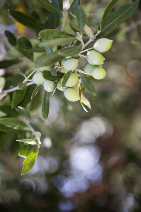 无人,竖图,室外,特写,白天,正面,美景,植物,叶子,希腊,欧洲,阴影,朦胧,模糊,光线,影子,景观,绿叶,枝条,树,树木,树枝,绿色,阳光,自然,嫩叶,景色,生长,成长,自然风光,希腊共和国,橄榄树,齐墩果,油橄榄,虬枝,枝杈,叶,叶片,彩图