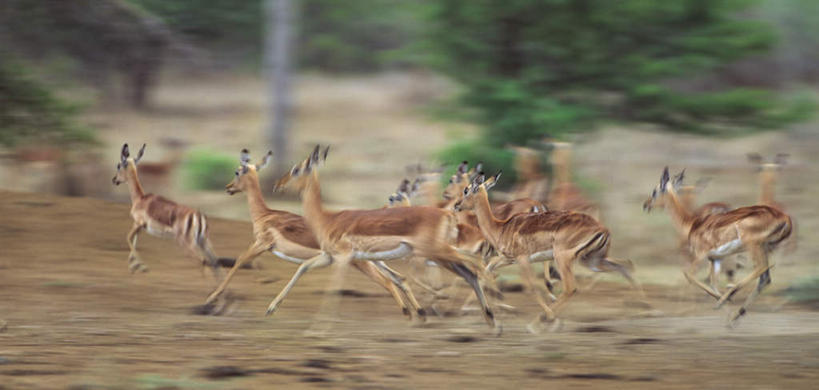 无人,动物园,横图,室外,白天,侧面,旅游,度假,草地,草原,美景,植物,野生动物,羊,非洲,南非,一群,许多,奔驰,阴影,朦胧,模糊,光线,羚羊,影子,景观,旷野,很多,注视,娱乐,草,绿色,阳光,自然,动物,奔跑,观察,看,享受,休闲,景色,放松,可爱,活泼,观看,察看,国家公园,关注,自然风光,原野,黑斑羚,克鲁格国家公园,阿非利加洲,德兰士瓦省,南非共和国,斑羚,高角羚,彩图,全身