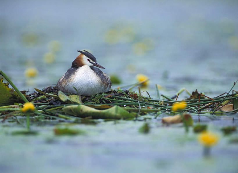 无人,蹲,横图,室外,白天,正面,旅游,度假,美景,植物,鸟,瑞典,欧洲,阴影,朦胧,模糊,盛开,光线,鸟类,影子,景观,枝条,花蕾,注视,娱乐,花,花瓣,花朵,鲜花,树,树木,树枝,一只,阳光,自然,花苞,花蕊,观察,看,享受,休闲,景色,放松,观看,察看,斯堪的纳维亚,关注,自然风光,北欧,斯堪的那维亚,斯堪的那维亚半岛,斯堪的纳维亚半岛,瑞典王国,鸊鷉,虬枝,枝杈,蹲着,彩图,全身