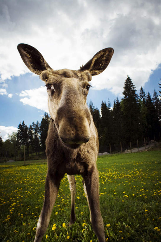 无人,站,竖图,室外,白天,仰视,旅游,度假,草地,草坪,植物,哺乳动物,鹿,野生动物,瑞典,欧洲,阴影,光线,影子,云,云朵,云彩,注视,娱乐,草,树,树木,蓝色,绿色,白云,风景,蓝天,天空,阳光,自然,动物,天,观察,看,站着,享受,休闲,景色,放松,可爱,活泼,生长,晴朗,成长,观看,风光,察看,景物,斯堪的纳维亚,关注,北欧,斯堪的纳维亚半岛,四不像,风物,光景,景致,瑞典王国,大卫神父鹿,四不象,晴空,麋鹿,站立,半身,彩图,低角度拍摄