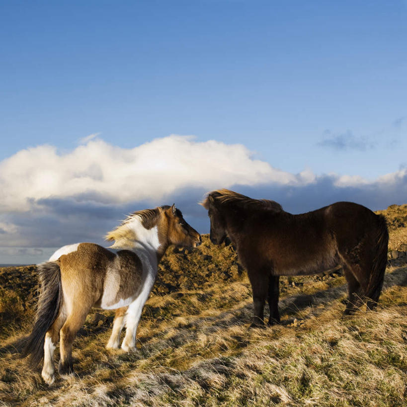 无人,农田,站,方图,室外,白天,侧面,旅游,度假,庄稼,农作物,山,山脉,马,野生动物,欧洲,冰岛,阴影,光线,影子,山峰,云,云朵,棕色,山峦,云彩,注视,娱乐,相视,蓝色,白云,风景,蓝天,天空,阳光,动物,群山,天,观察,看,站着,享受,休闲,面对面,景色,放松,运输,牲畜,晴朗,观看,风光,对视,察看,景物,两匹,关注,北欧,相对,冰岛共和国,相看,风物,光景,景致,冰岛马,晴空,站立,彩图,全身,耕地,庄稼田