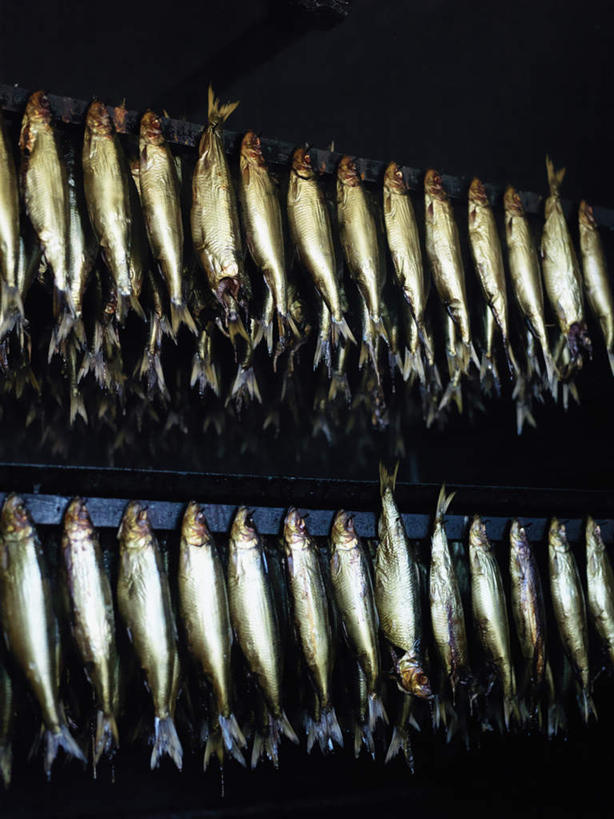 海鲜,无人,竖图,室外,特写,白天,正面,旅游,度假,一排,许多,吊挂,悬挂,黑色背景,整齐,很多,挂,娱乐,水产,海洋生物,排列,享受,休闲,放松,鲱鱼,队列,水生动物,海产品,水生物,海底动物,太平洋鲱鱼,彩图